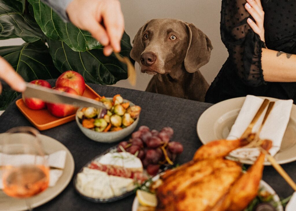 Sharing is Caring… Except with Your Dog at Thanksgiving!