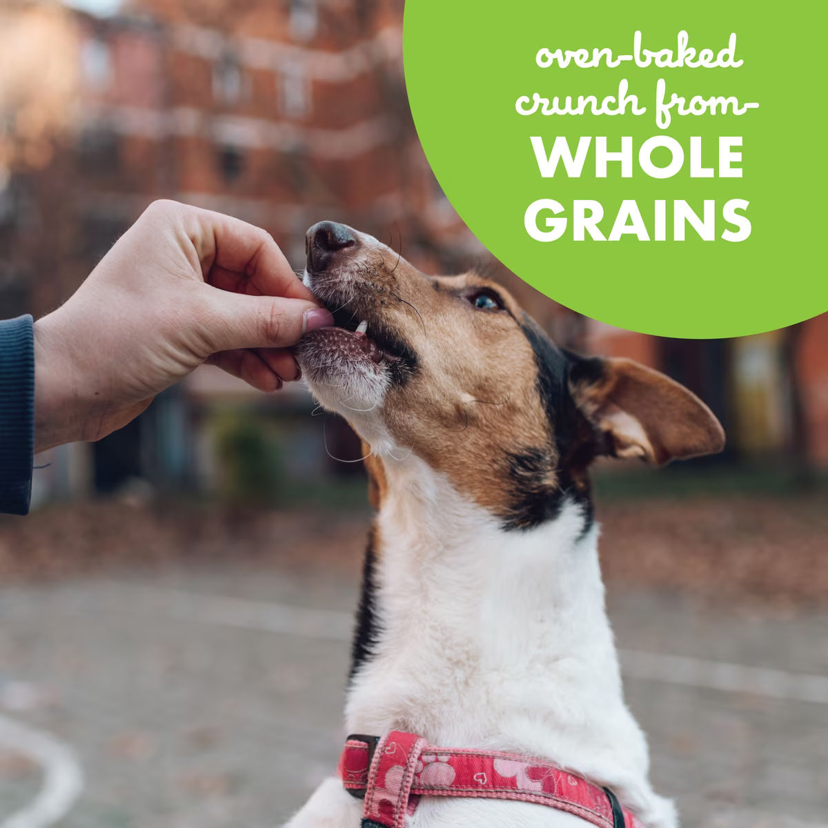 Buddy Biscuits Teeny Crunchy Treats with Roasted Chicken