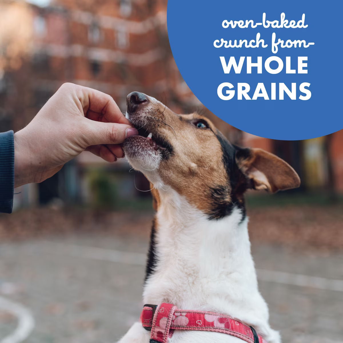 Buddy Biscuits Teeny Crunchy Treats with Bacon & Cheese