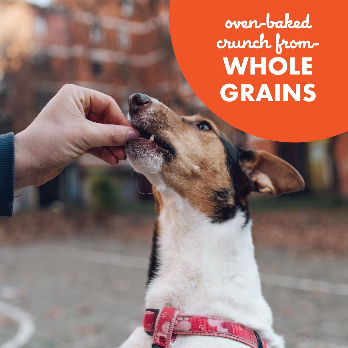 Buddy Biscuits Teeny Crunchy Treats with Peanut Butter