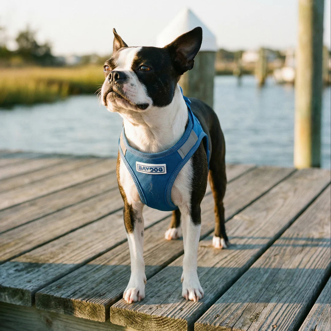 Baydog Blue Liberty Harness