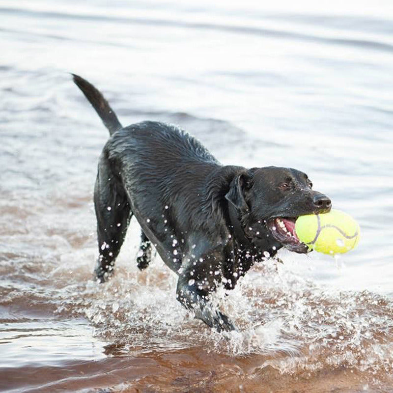 KONG Airdog Squeaker Dumbell