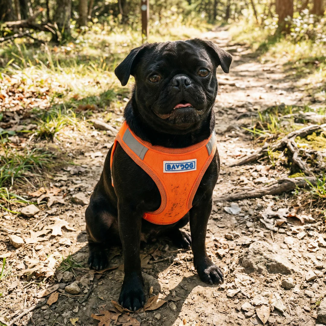 Baydog Blaze Orange Liberty Harness for Dogs