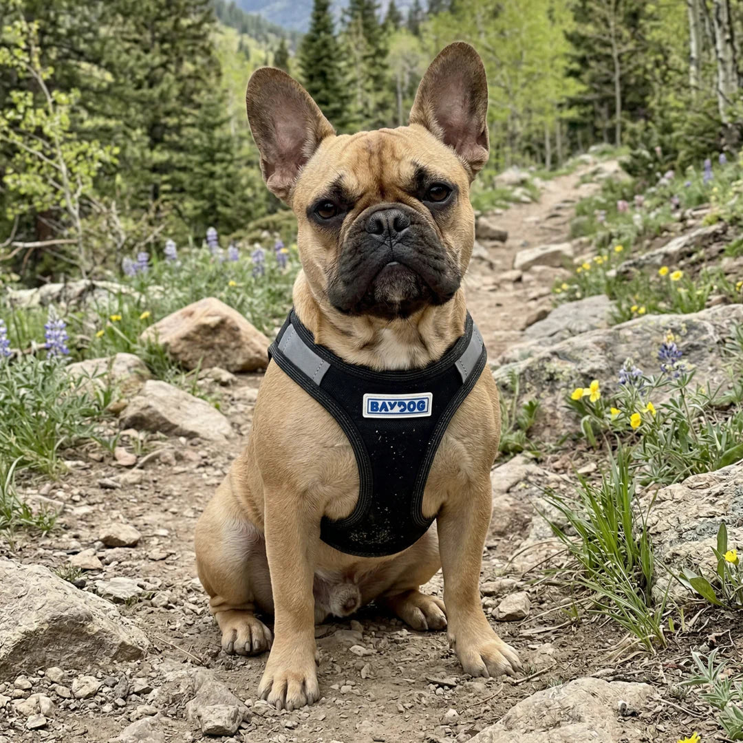 Baydog Black Liberty Harness for Dogs