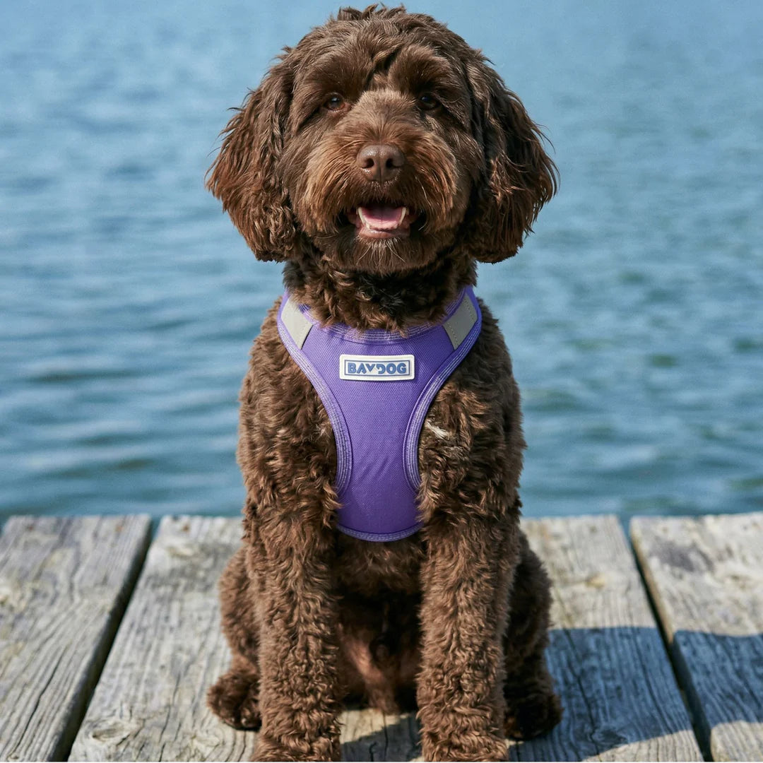 Baydog Lavender Liberty Harness for Dogs