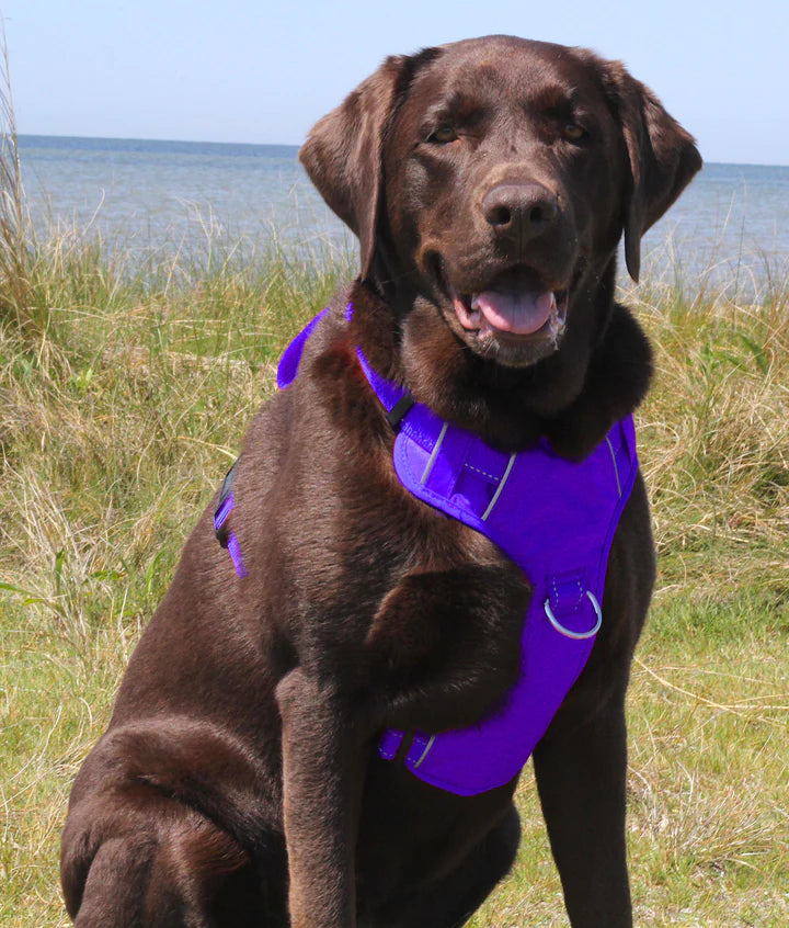 Baydog Purple Chesapeake Harness
