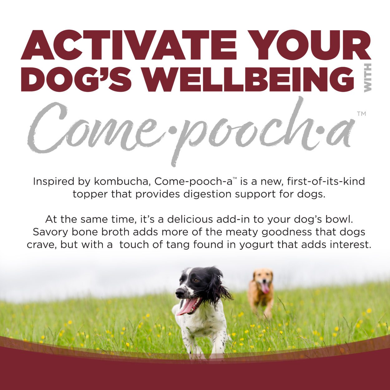 Nutrisource Come-Pooch-A Beef Bone Broth Recipe for Dogs