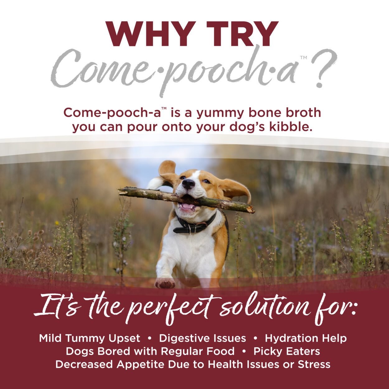 Nutrisource Come-Pooch-A Beef Bone Broth Recipe for Dogs