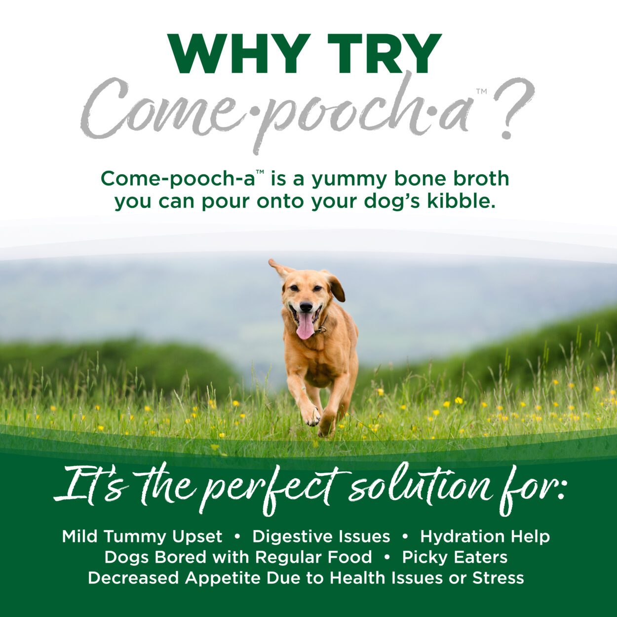 NutriSource Come-Pooch-A Turkey Bone Broth Recipe for Dogs