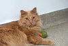 HuggleHounds HuggleKats Cat Toy PlayKat Interactive Toy