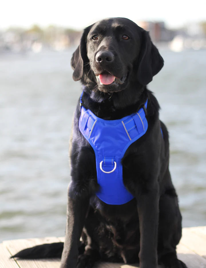 Baydog Blue Chesapeake Harness