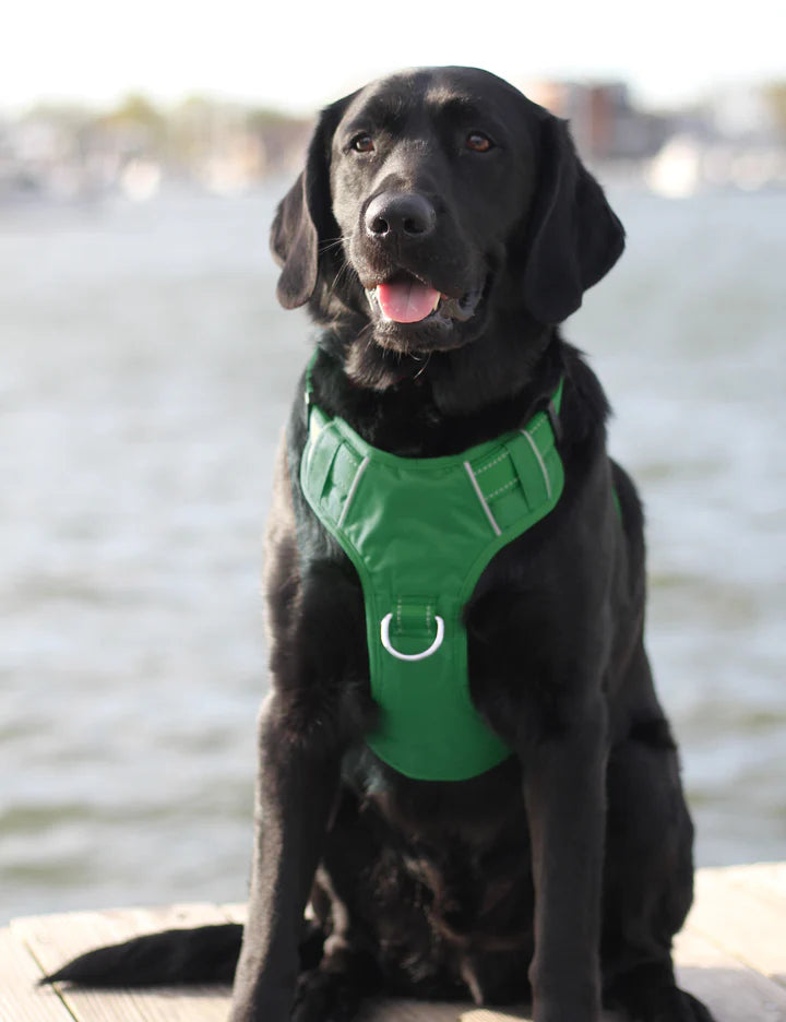 Baydog Green Chesapeake Harness