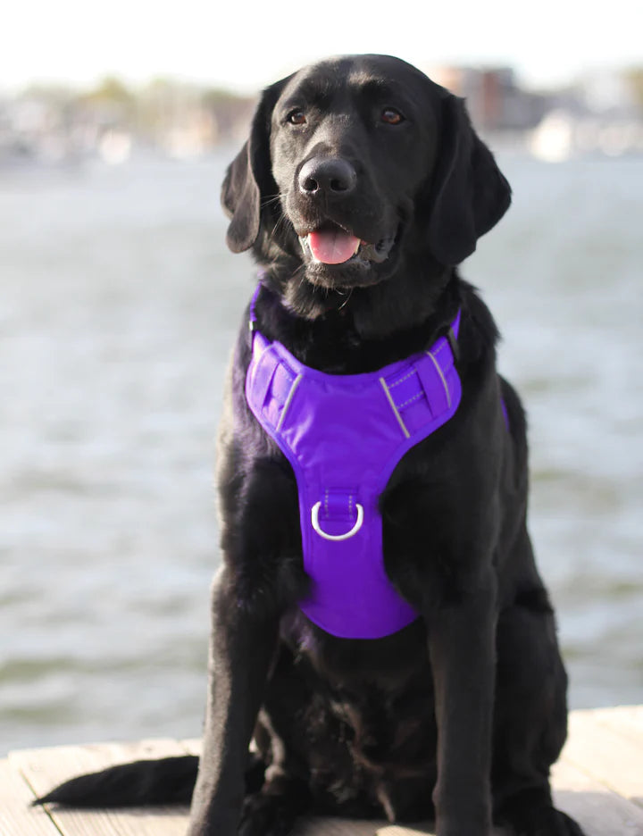 Baydog Purple Chesapeake Harness