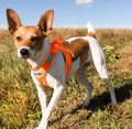 Baydog Blaze Orange Liberty Harness for Dogs