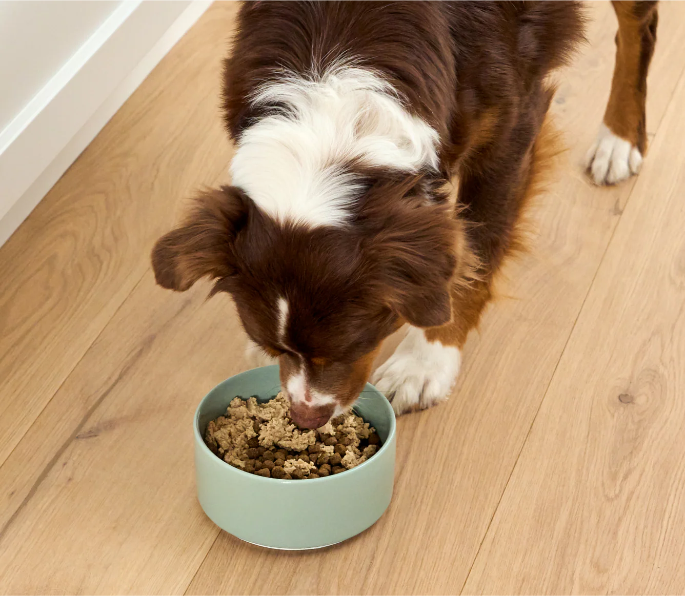 Open Farm Wet Salmon Topper For Dogs