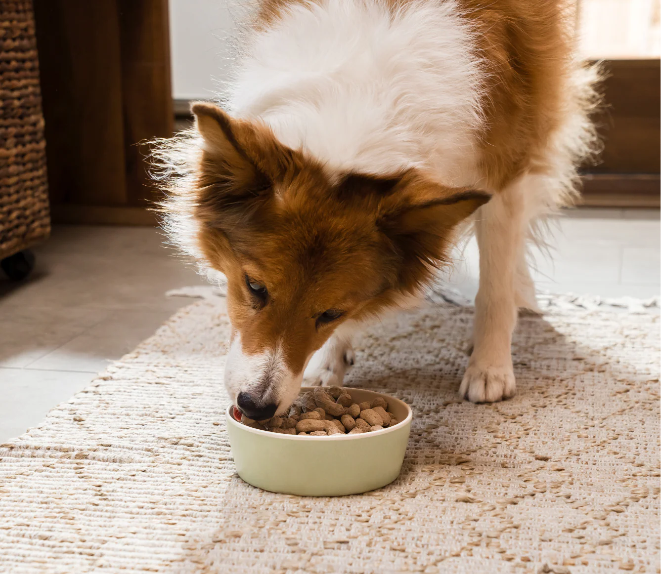 Open Farm Puppy Chicken & Salmon Morsels