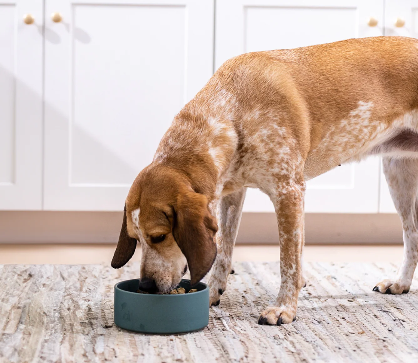 Open Farm RawMix Tide & Terrain Morsels for Dogs
