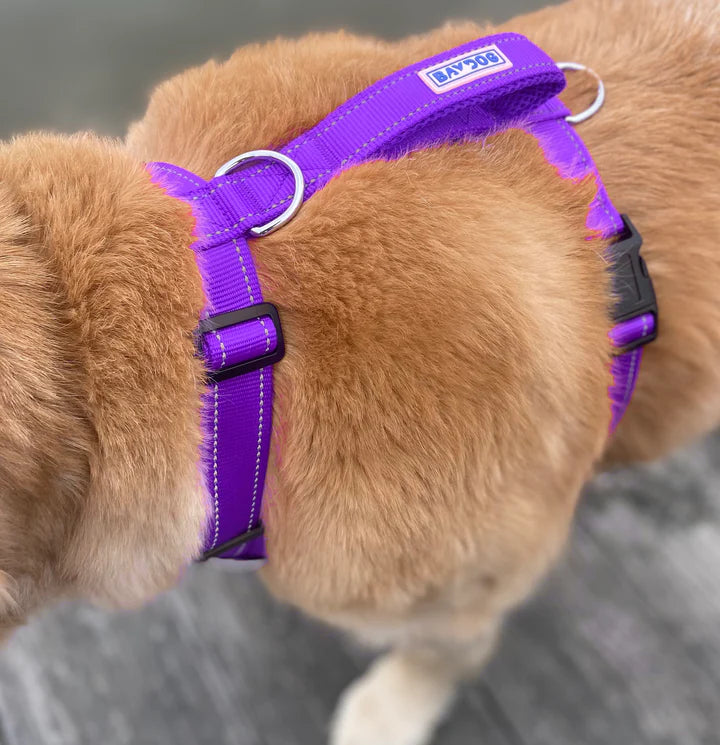 Baydog Purple Chesapeake Harness
