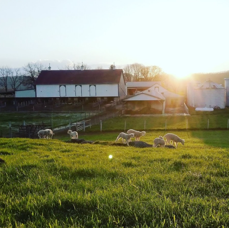 Wholesome Harvest Non-GMO Sheep Blend 16% For growing and mature sheep
