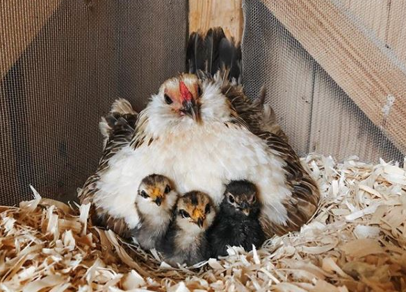Wholesome Harvest Non-GMO Whole Grain Layer Blend 16% For laying hens or ducks