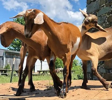 Wholesome Harvest Non-GMO Goat Feed 16% For growing and mature goats