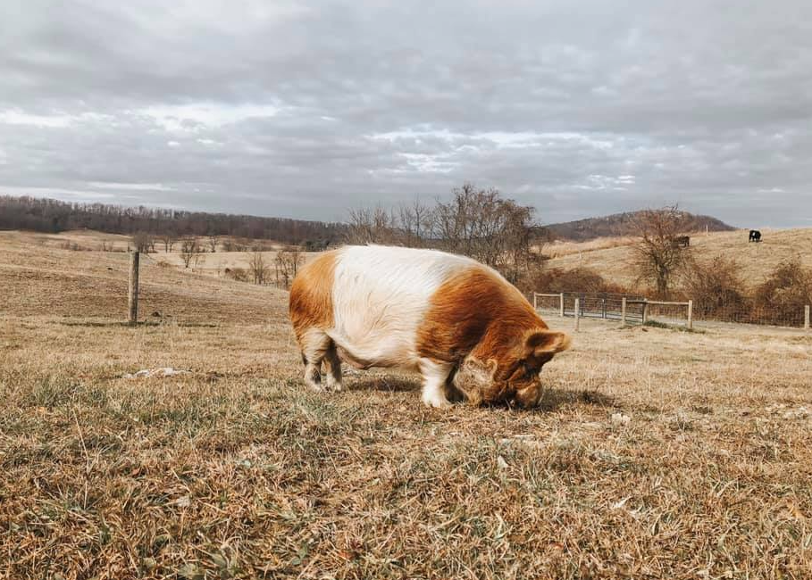 Wholesome Harvest Non-GMO Potbelly & Mini Pig Feed 12% For mature Potbelly and Mini Pigs