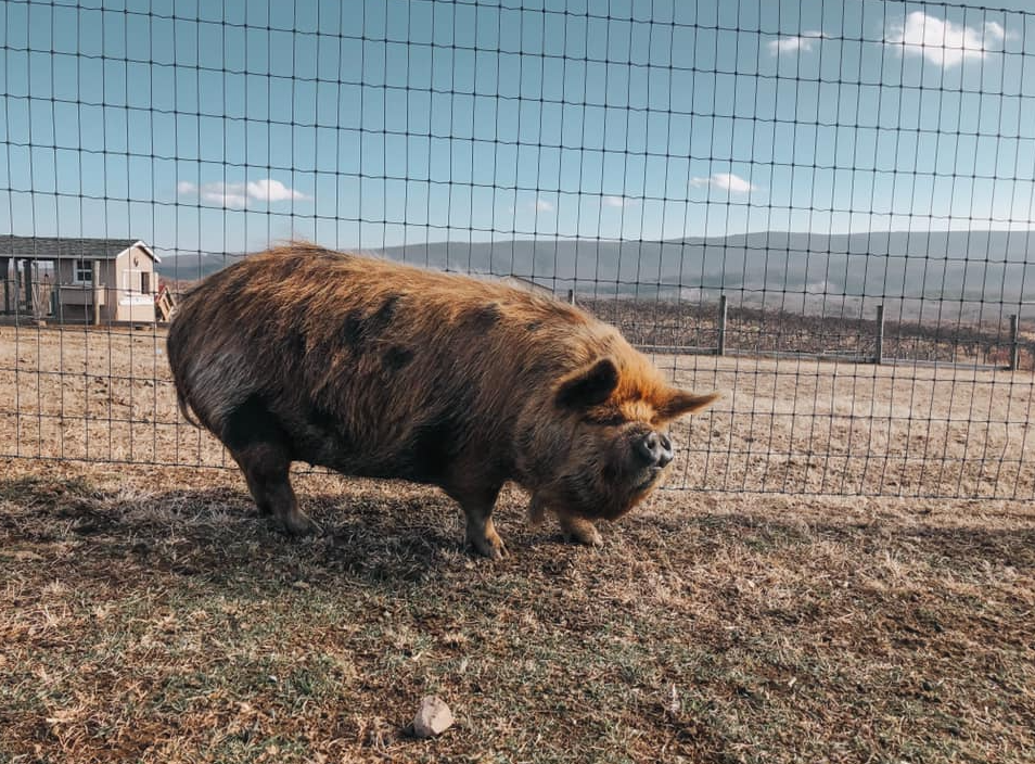 Wholesome Harvest Non-GMO Potbelly & Mini Pig Feed 12% For mature Potbelly and Mini Pigs