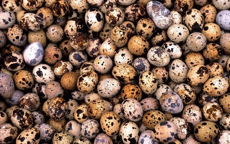 Wholesome Harvest Non-GMO Quail Layer 26% for laying Quail