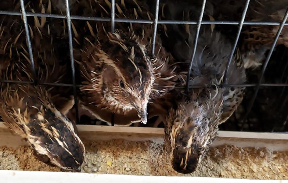 Wholesome Harvest Non-GMO Quail Layer 26% for laying Quail
