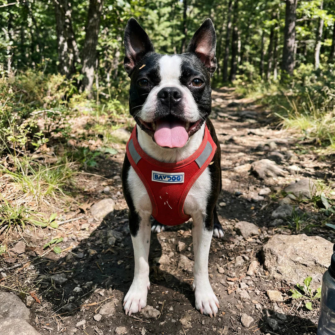 Baydog Pink Lemonade Liberty Harness