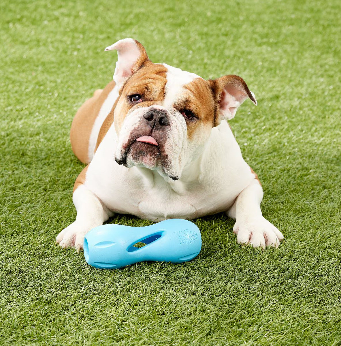 West Paw Qwizl Large 6.5 Inch for Dogs