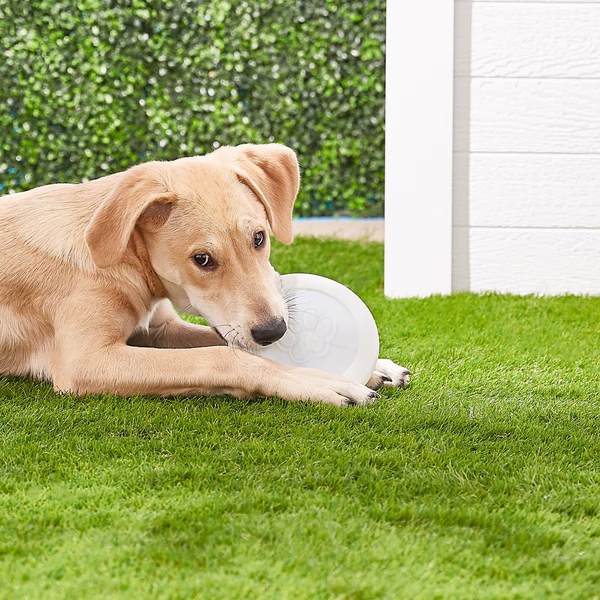 West Paw Glow Zisc Small 6.5 Inch for Dogs