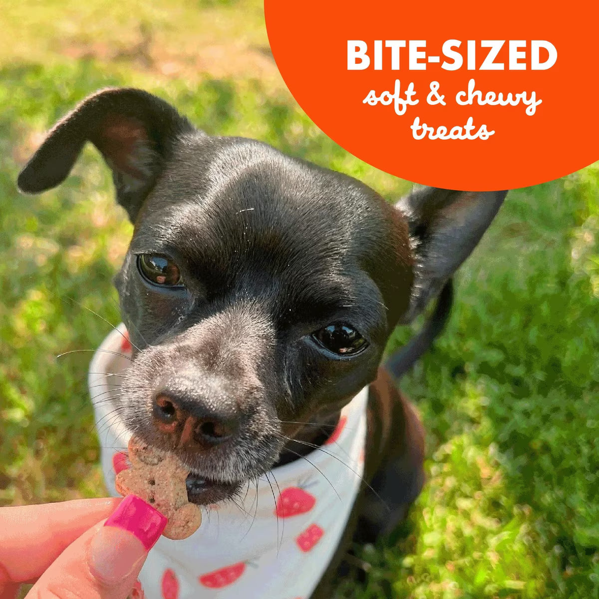 Buddy Biscuits Grain Free Chewy Treats with Peanut Butter