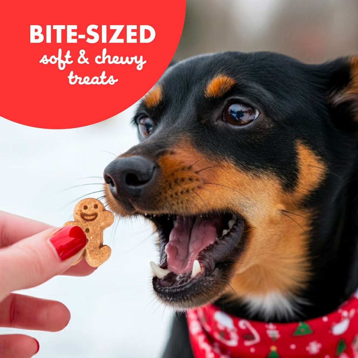 Buddy Biscuits Holiday Gingerbread