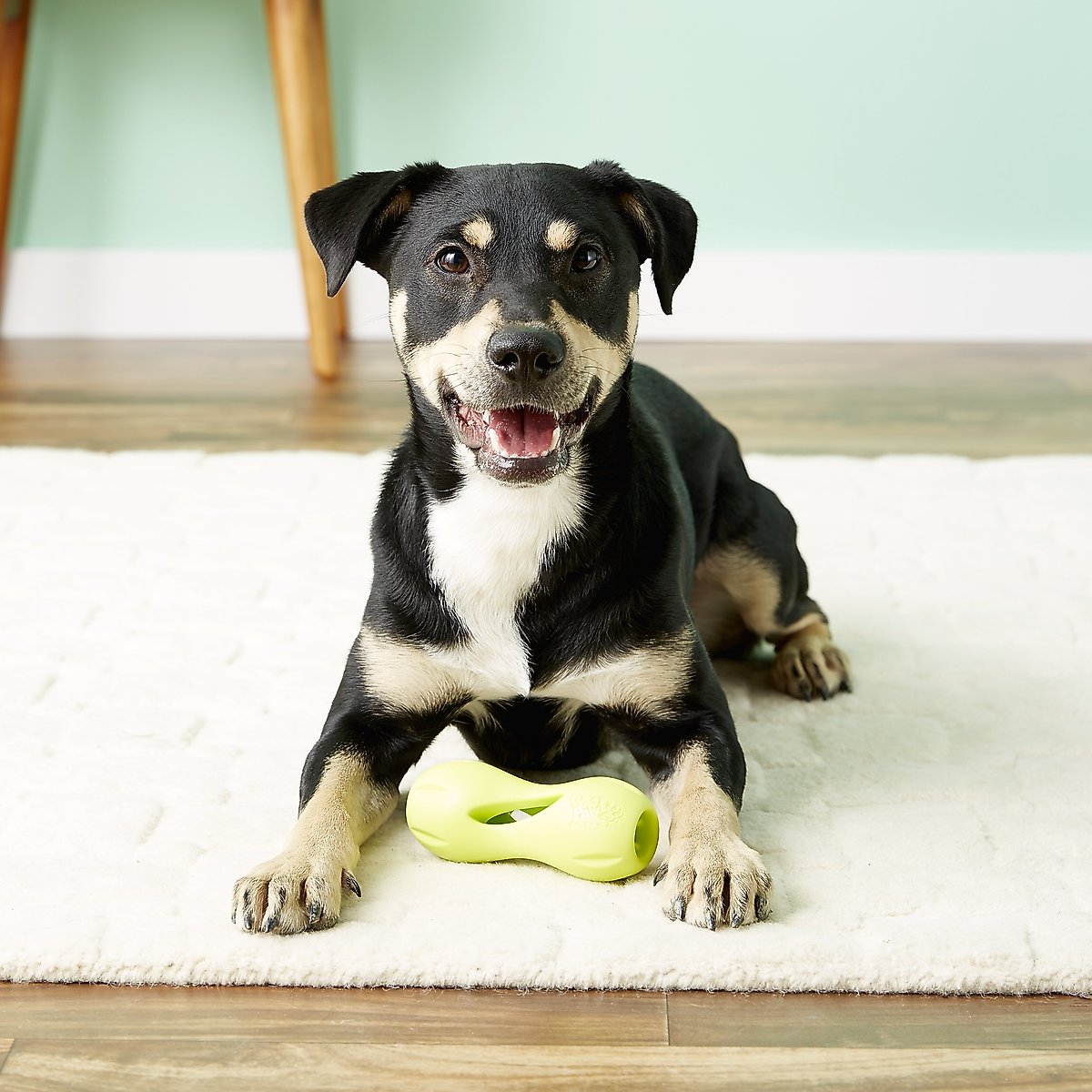 West Paw Qwizl Small 5.5 Inch for Dogs