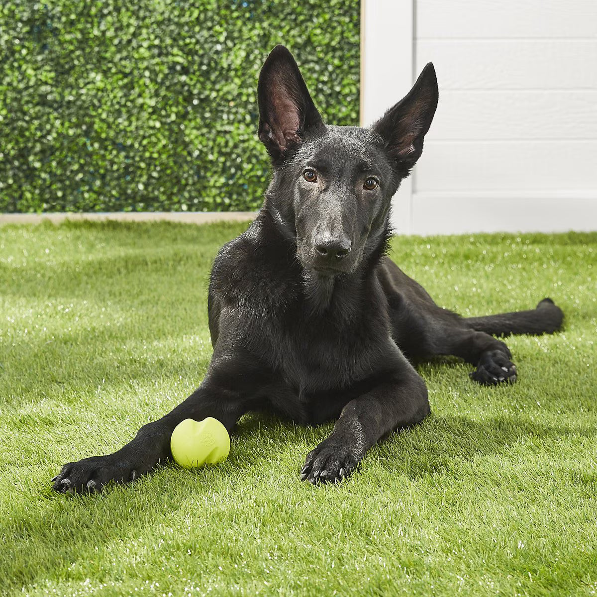 West Paw Jive Small 2.5 Inch for Dogs