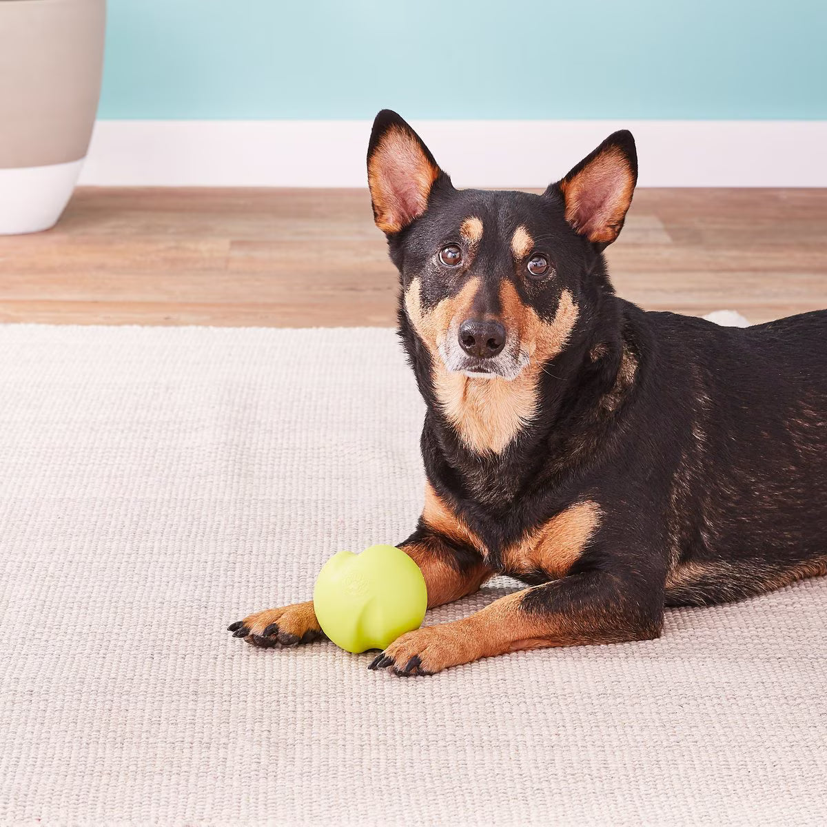 West Paw Jive Large 3.25 Inch for Dogs