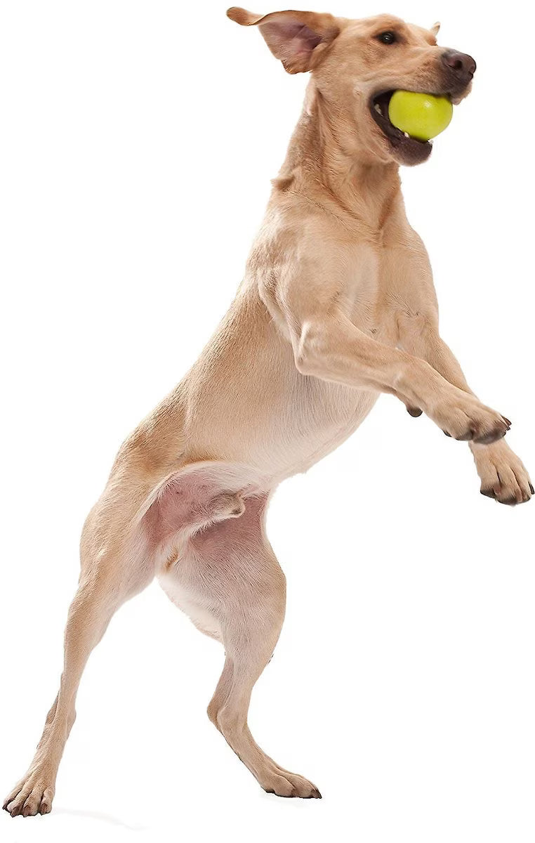 West Paw Jive Large 3.25 Inch for Dogs