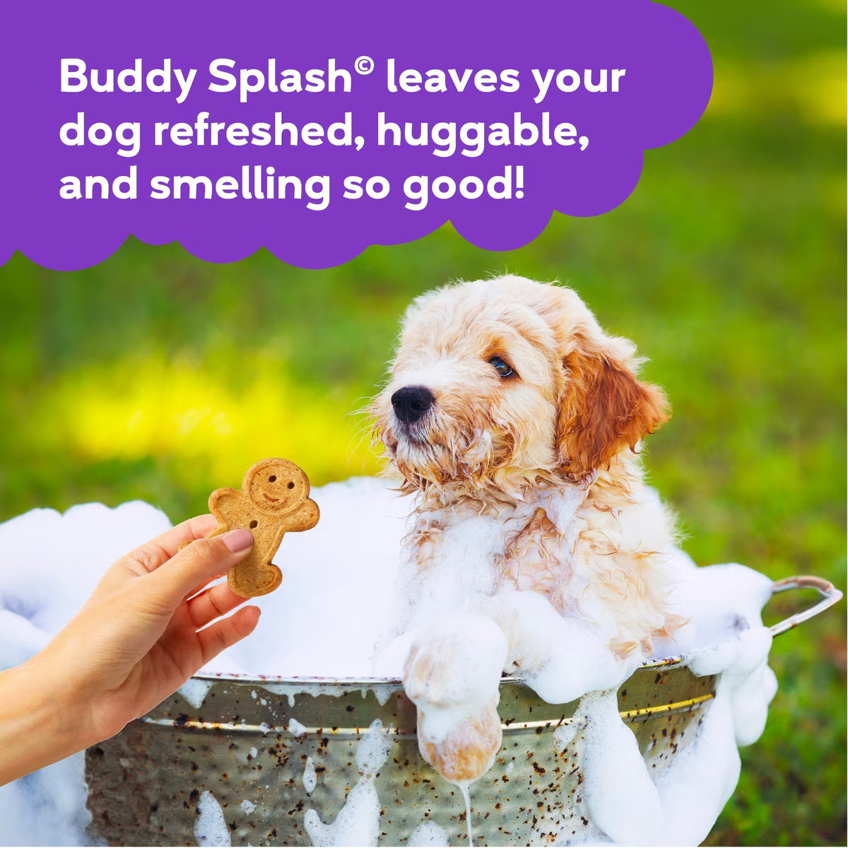 Buddy Splash Lavender & Mint