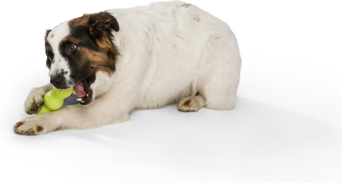 West Paw Rumpus Medium 6.25 Inch for Dogs