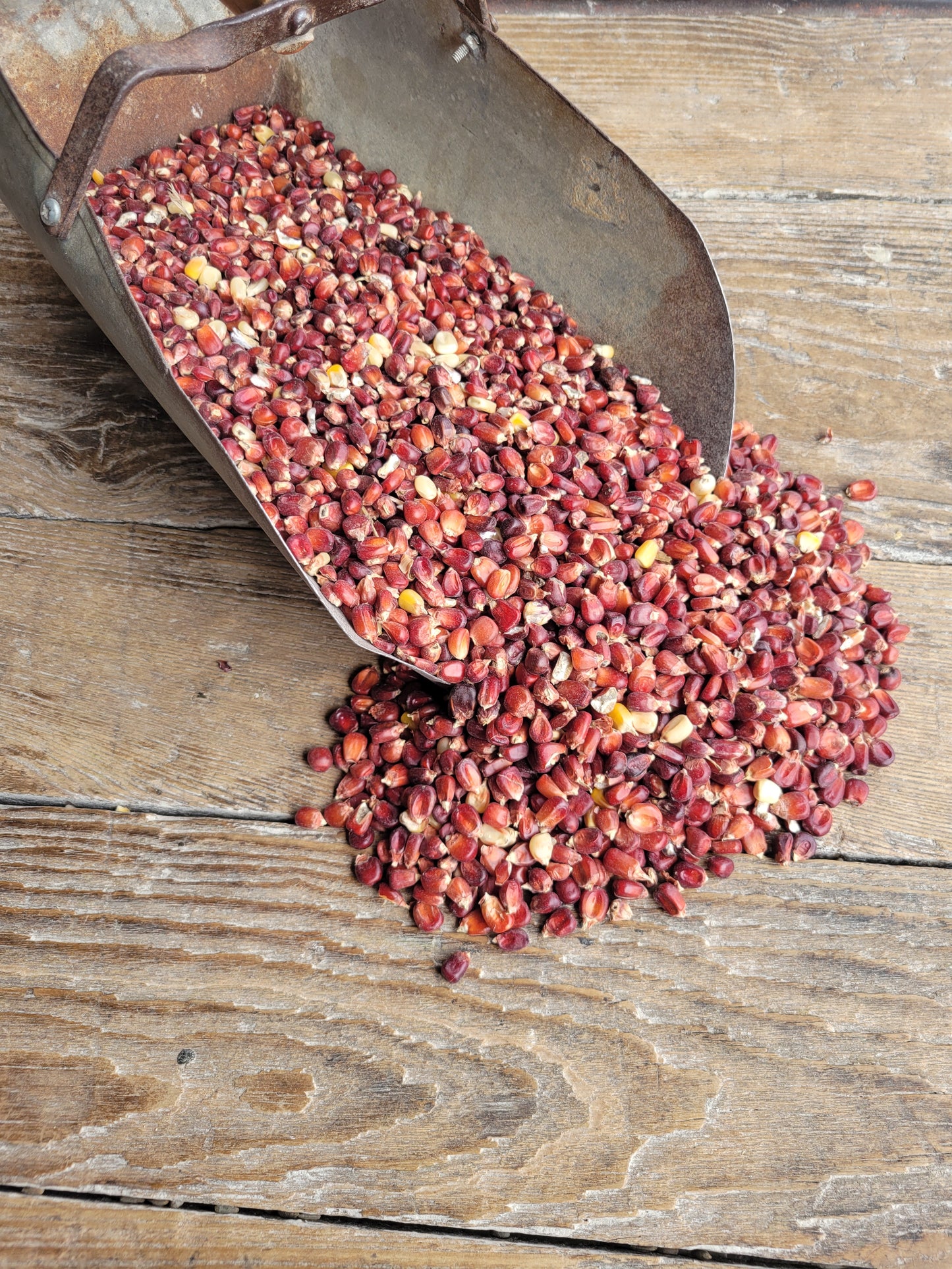 Ernst Grain Bloody Butcher Corn, Non-GMO