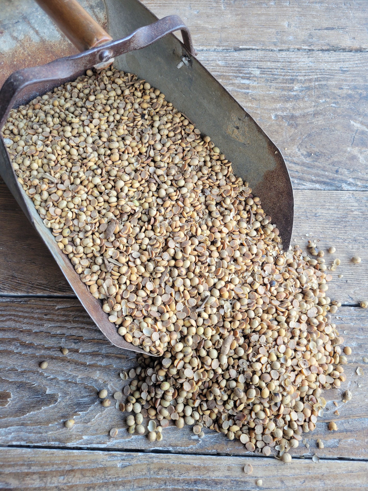 Roasted Soybeans, Non-GMO