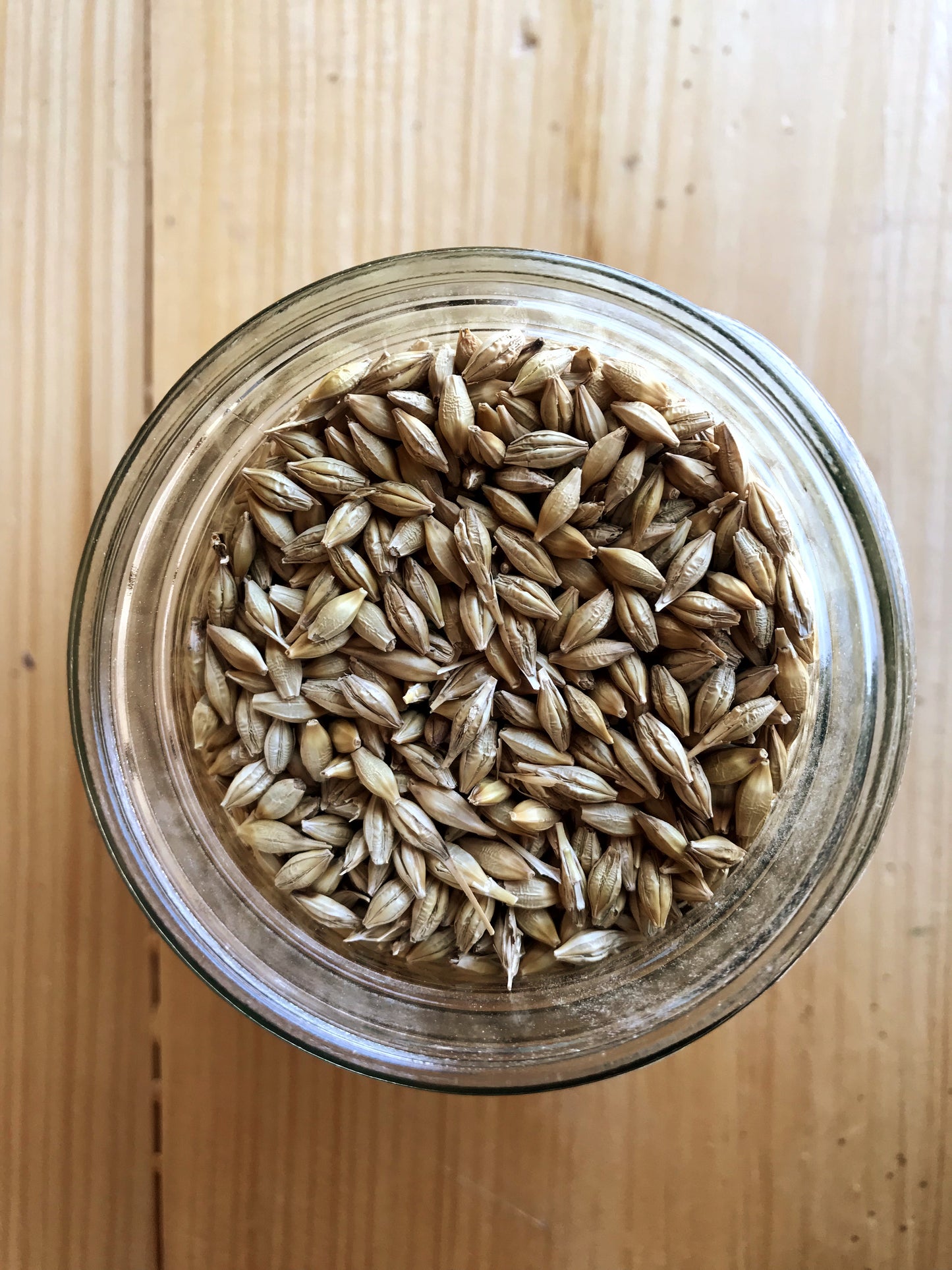 Nutritionally superior non-GMO barley rolled out on European market