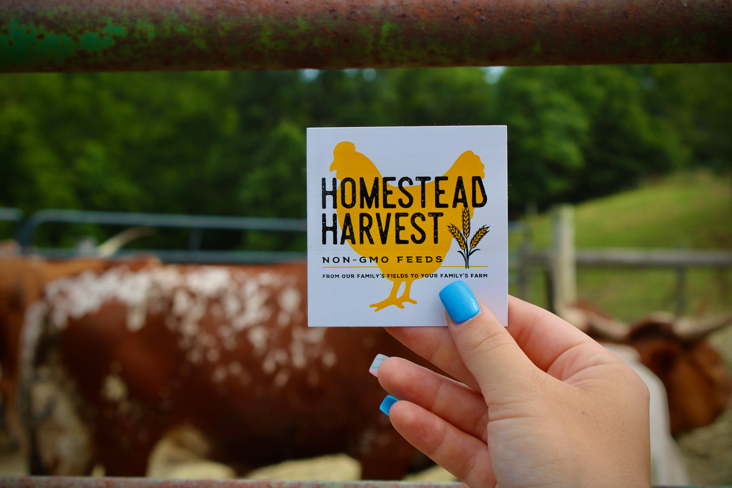 Homestead Harvest Chicken Decal