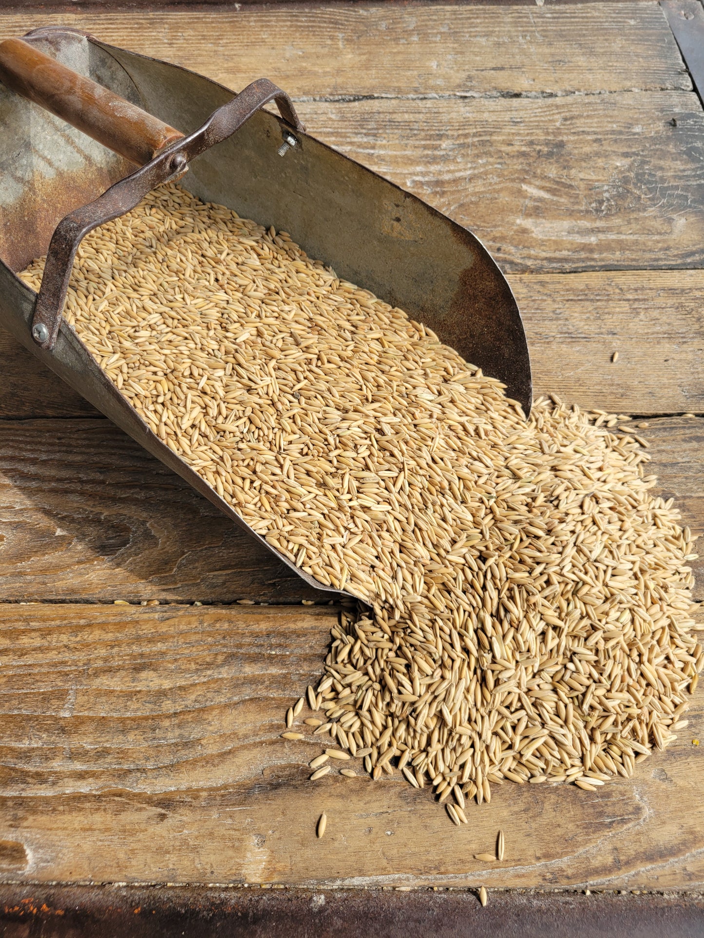 Ernst Grain Oats, Non-GMO