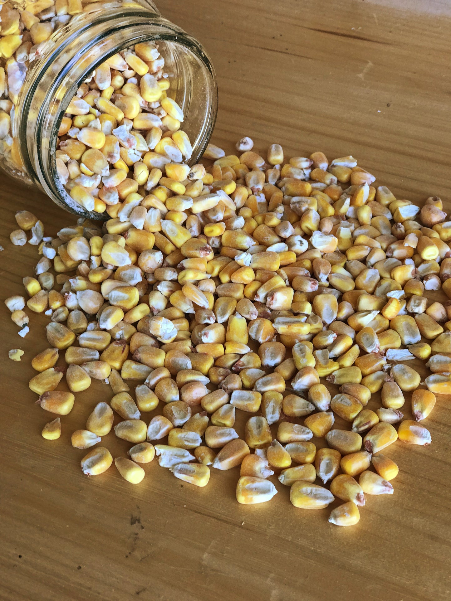 Ernst Grain Shelled Corn, Non-GMO