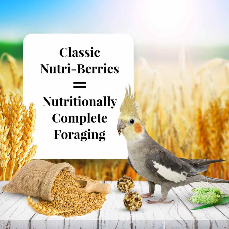 Lafeber's Classic Nutri-Berries for Cockatiels Bird Food